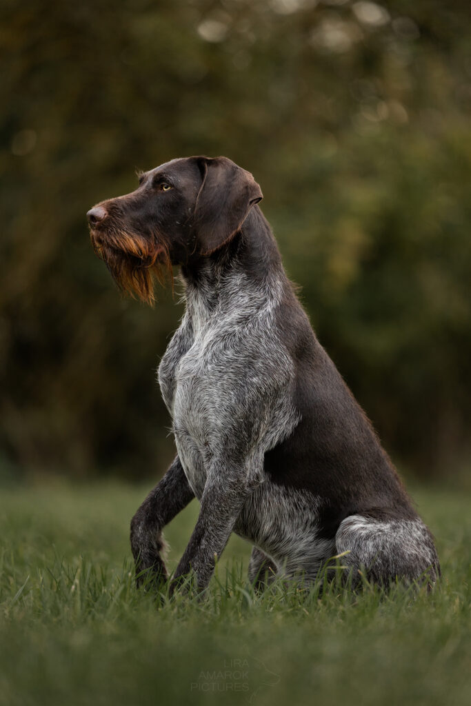 Ein DD im sitzen von der Seite