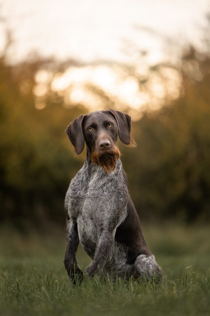 Deutsch Drahthaar von vorne sitzend