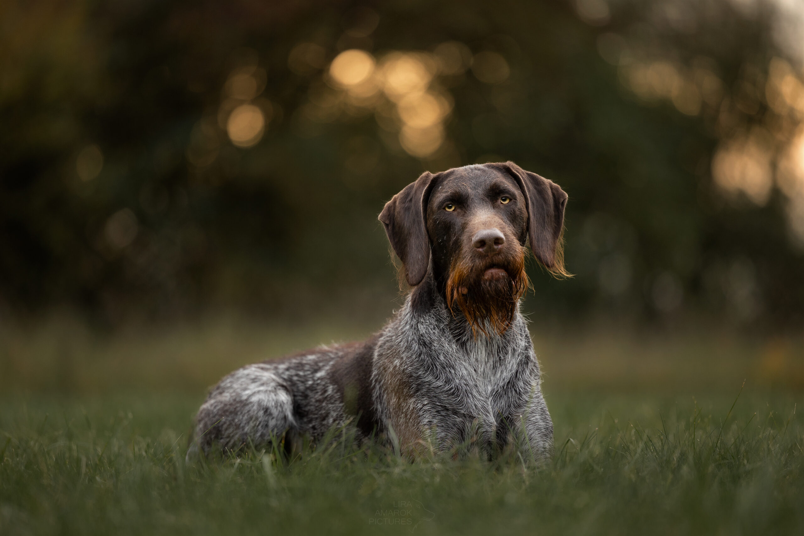 ein liegender Deutsch Drahthaar in der Wiese bei Abendlicht