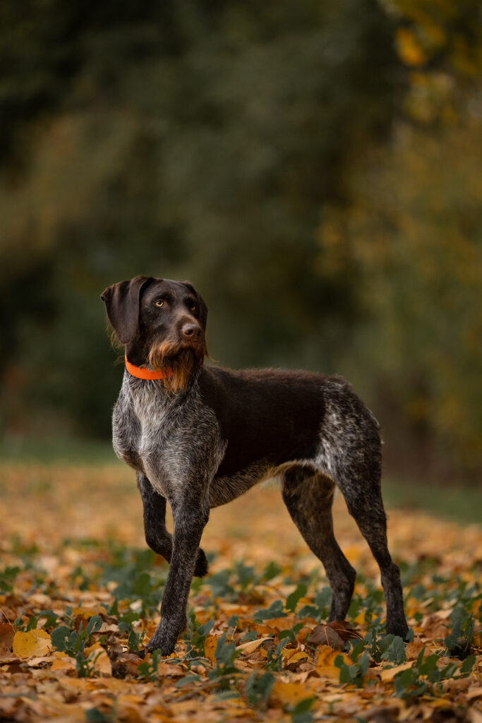 vorstehender Drahthaar auf dem Feld