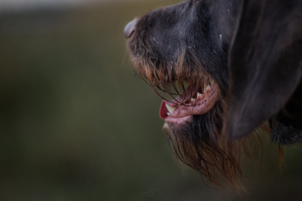 Detailaufnahme des Bartes eines Deutsch Drahthaar von seitlich hinten