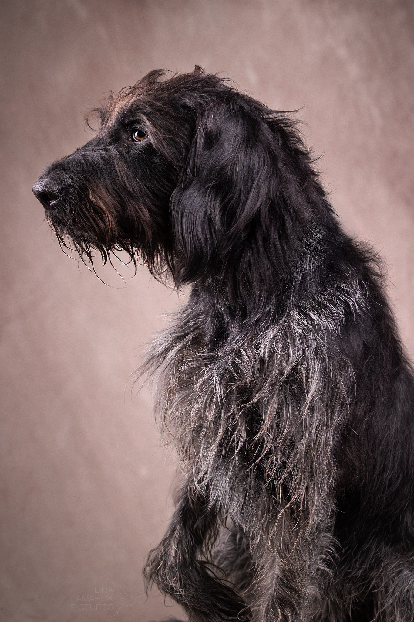 Ein Deutsch Drahthaar sitzt im Studio im Seitportrait