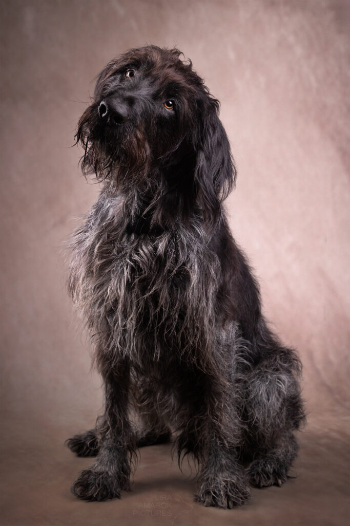 Ein alter Deutsch Drahthaar sitzt im Studio und hat den Kopf schief gelegt