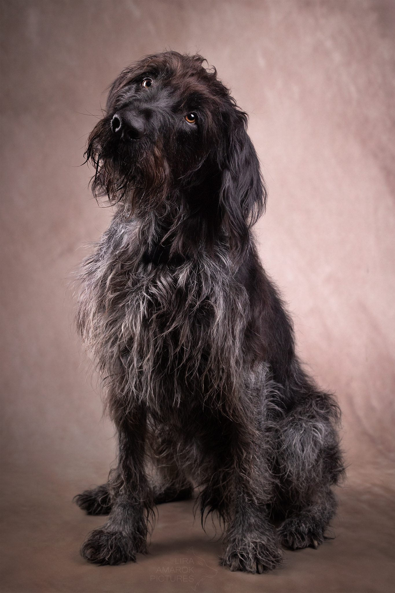 Ein alter Deutsch Drahthaar sitzt im Studio und hat den Kopf schief gelegt