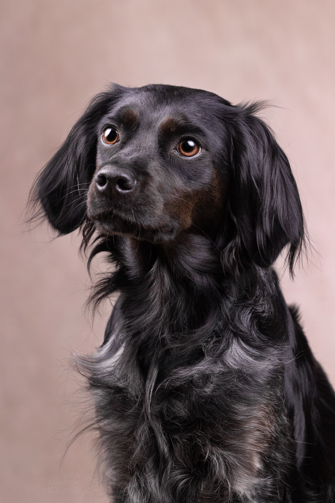 Ein Epagneul Breton im Portrait im Studio