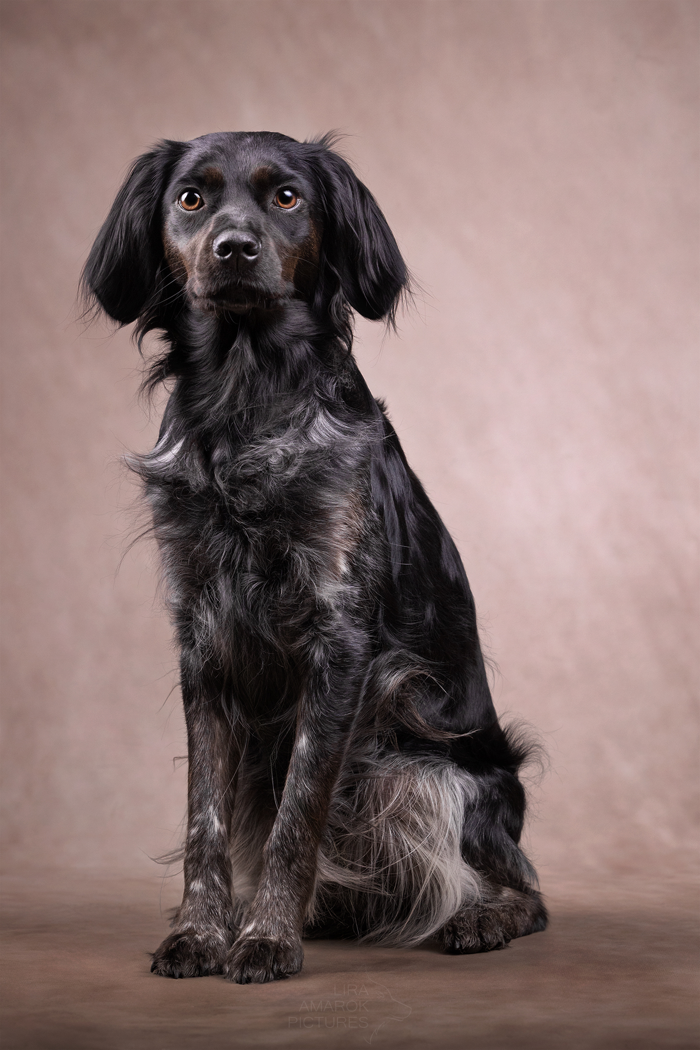 Ein Epagneul Breton im Studio sitzend