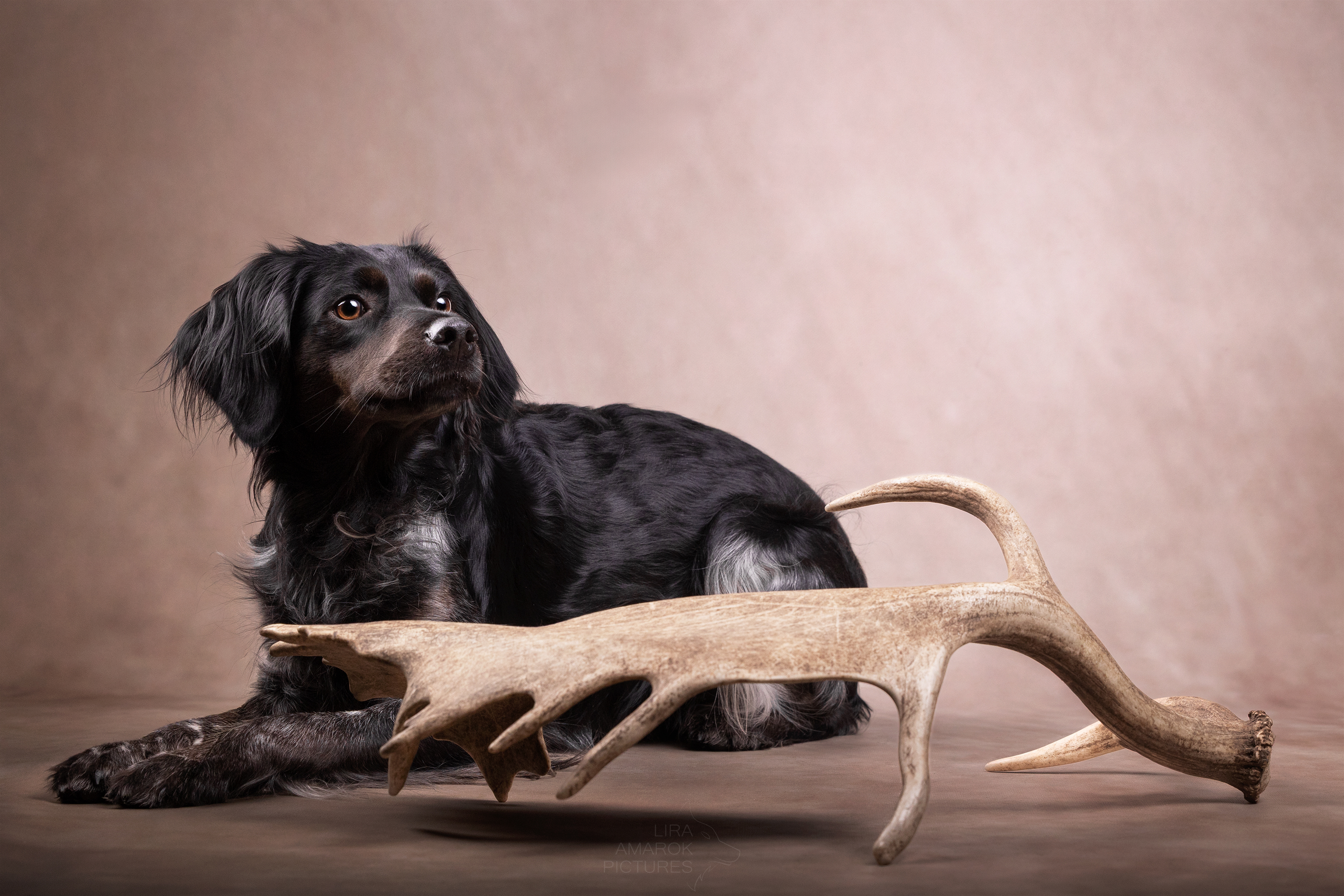 Ein bretonischer Vorstehhund liegt im Studio, vor ihr eine Damschaufel