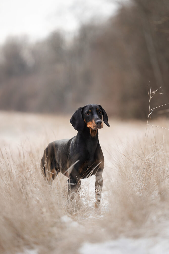 Brandbracke steht in einer Graslandschaft im Schnee