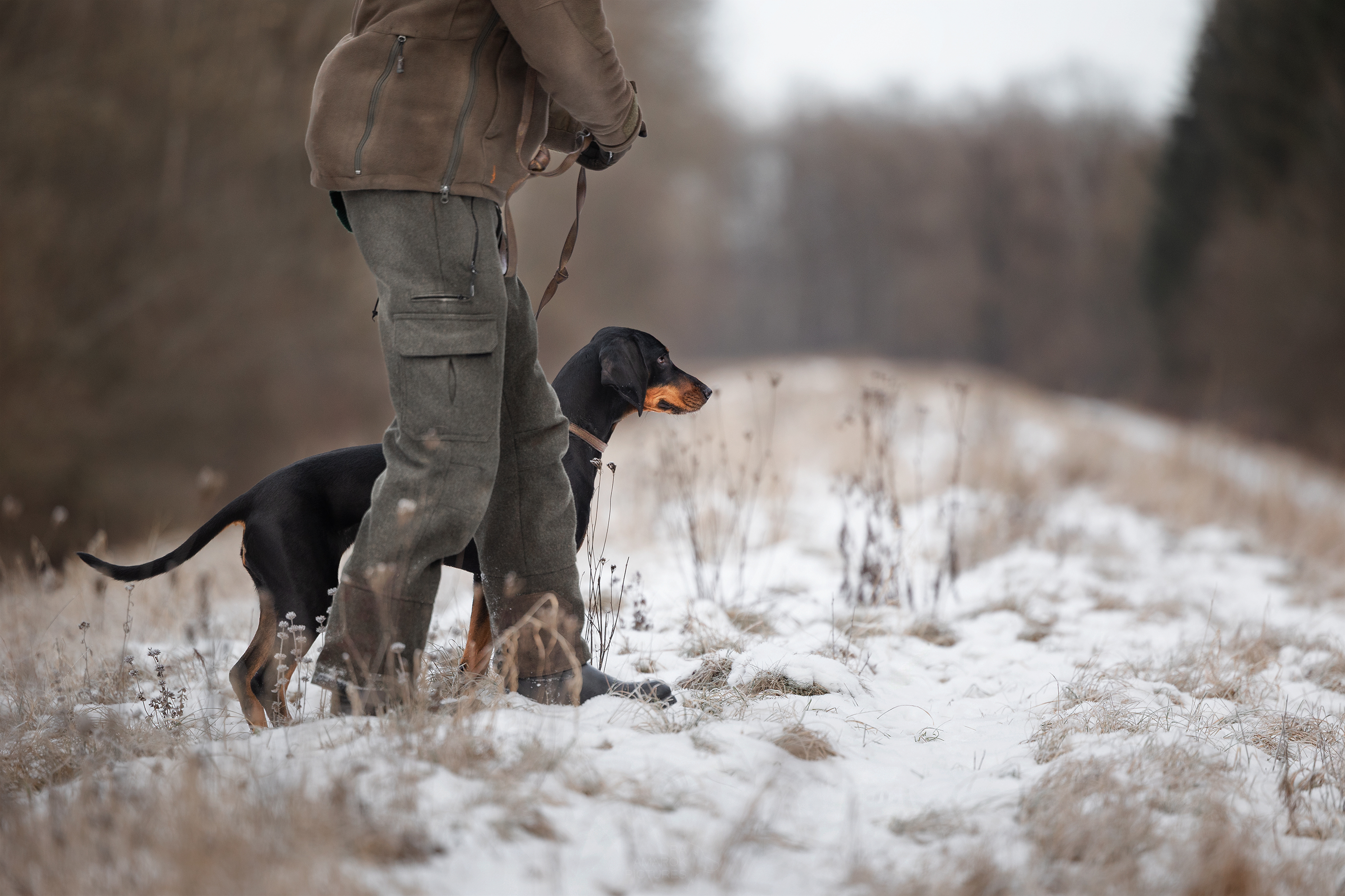 Eine Brandlbracke geht mit ihrem Hundeführer über einen Damm im Schnee