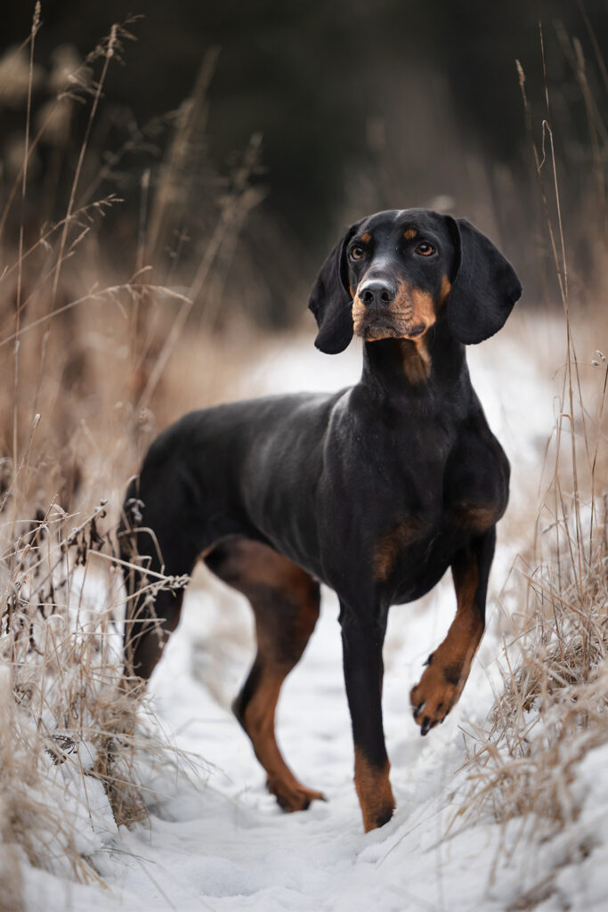 Brandlbracke auf einem Schneeweg