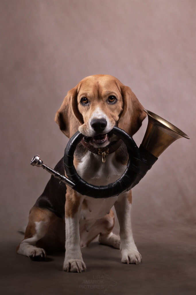 Ein Beagle im Studio hält ein Jagdhorn im Fang