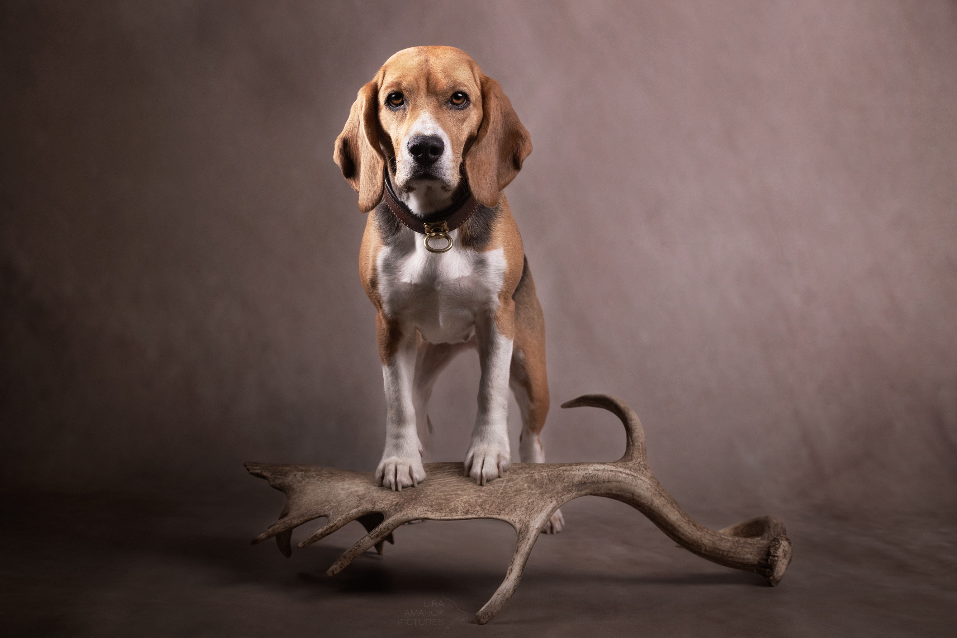 Ein Beagle steht im Studio auf einer Damschaufel