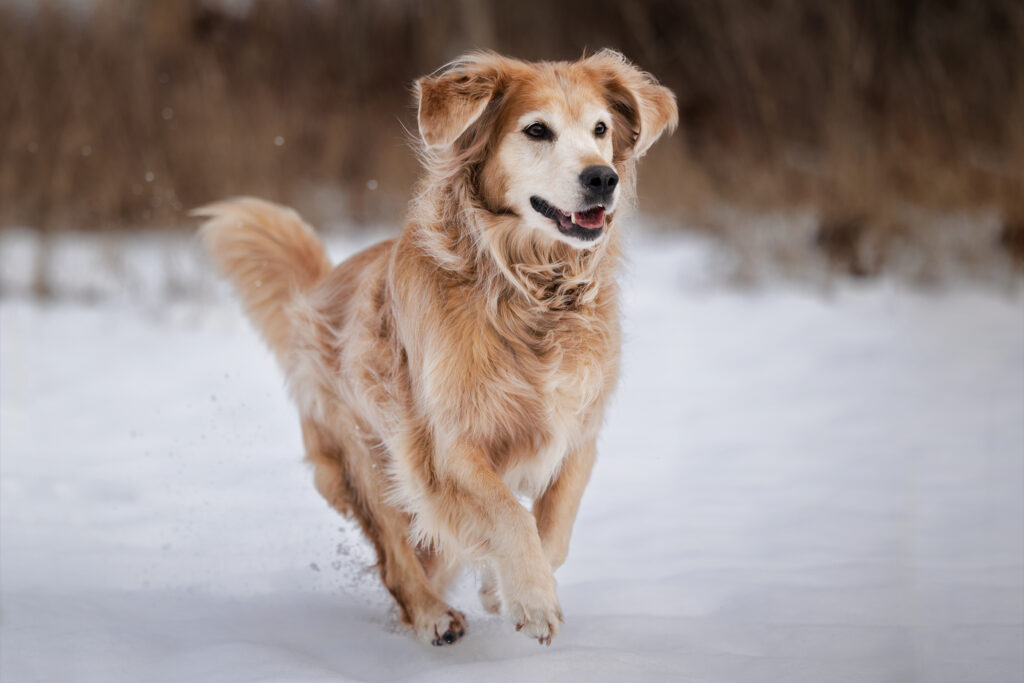 Ein rennender Golden Retriever im Schnee