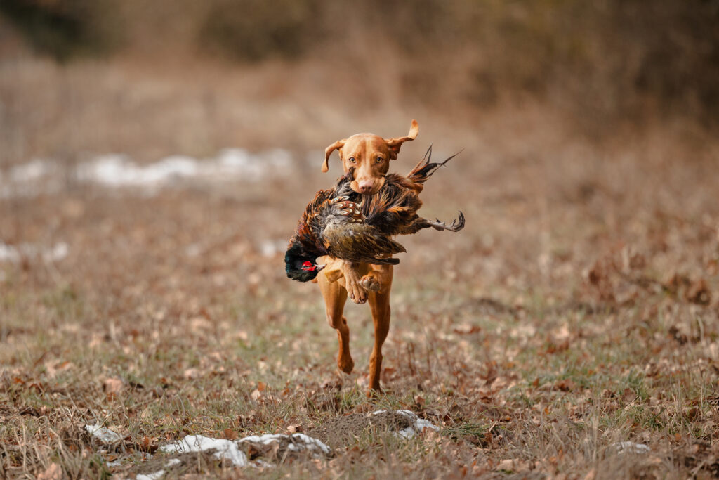 Ein Magyar Viszla rennt mit einem Fasan im Fang über eine Wiese frontal auf einen zu