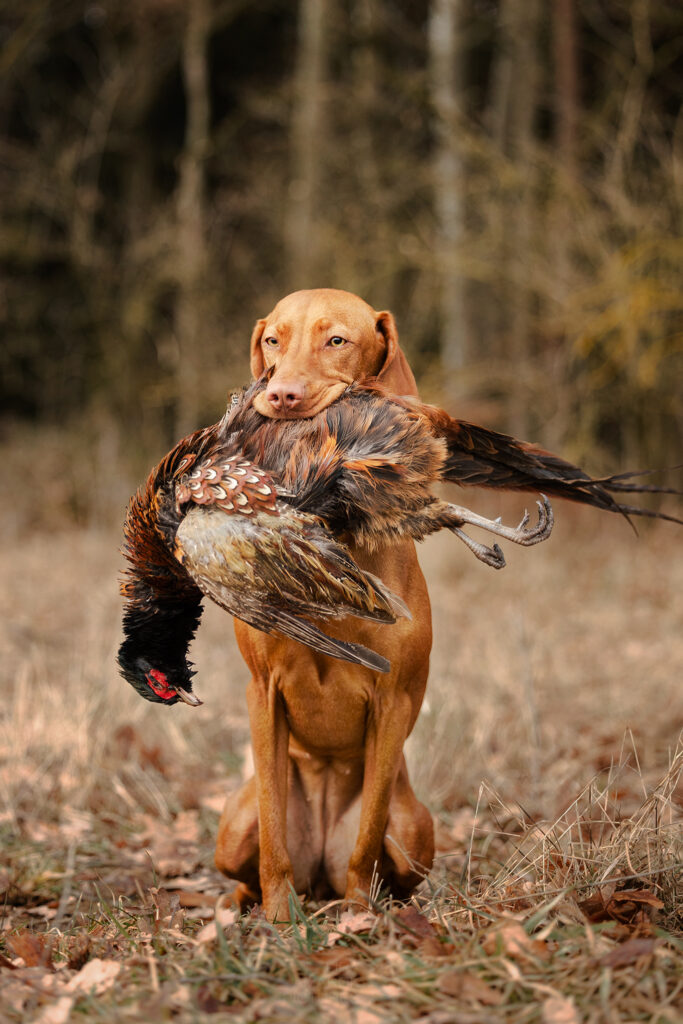 Ein Vizsla sitzt auf einem Feld mit einem Fasan im Fang