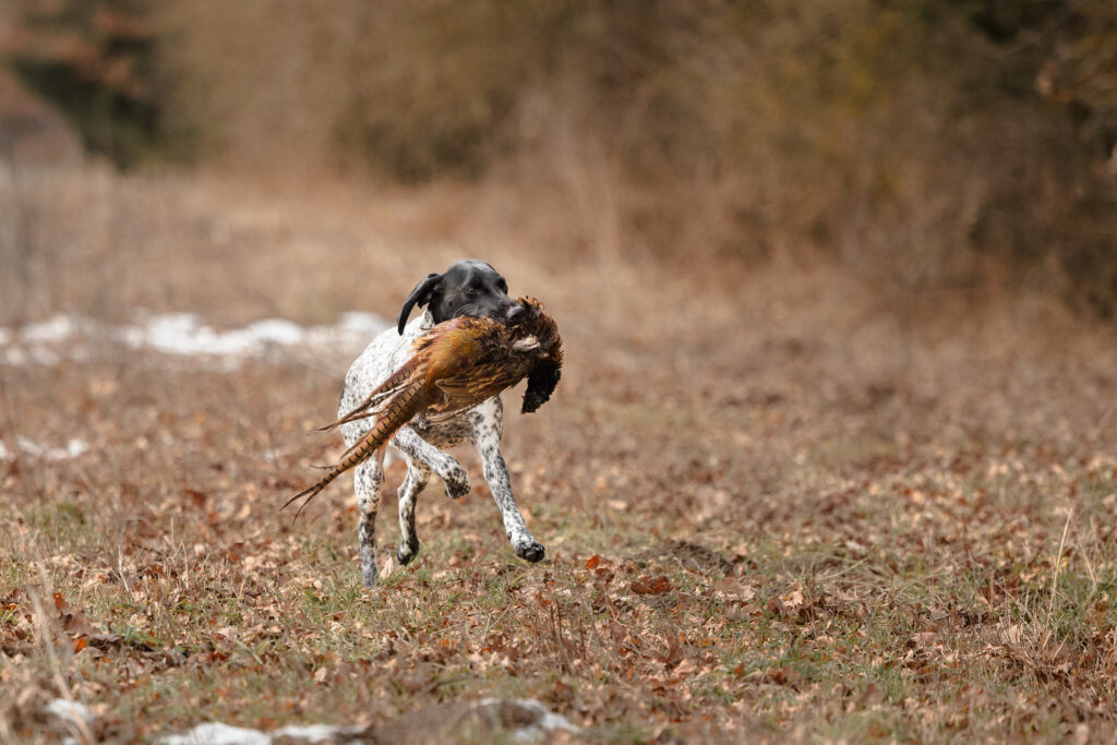 Ein Deutsch Kurzhaar mit Fasan im Fang rennt über eine Wiese