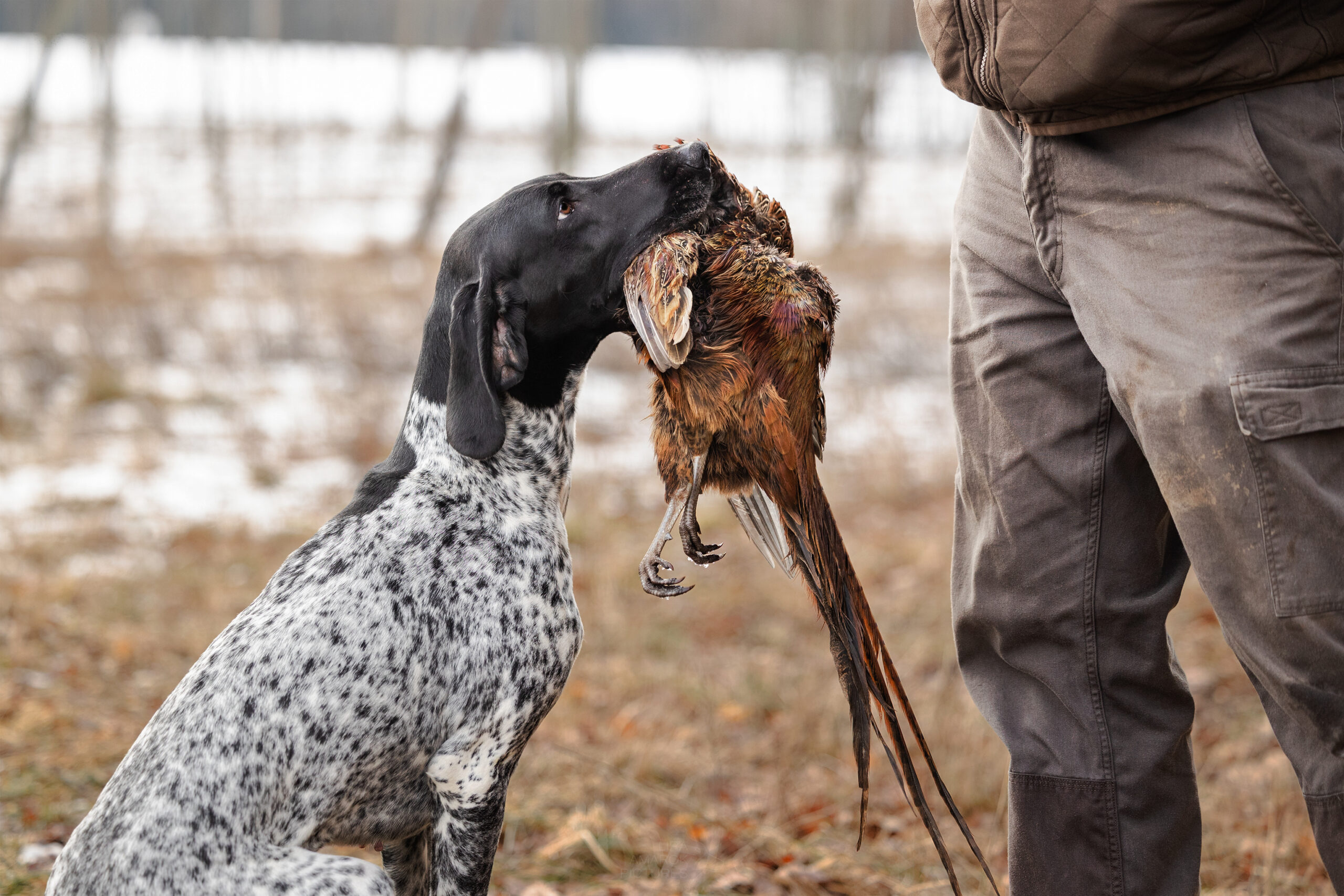 Ein Deutsch Kurzhaar sitzt vor seinem Hundeführer mit Fasan im Fang