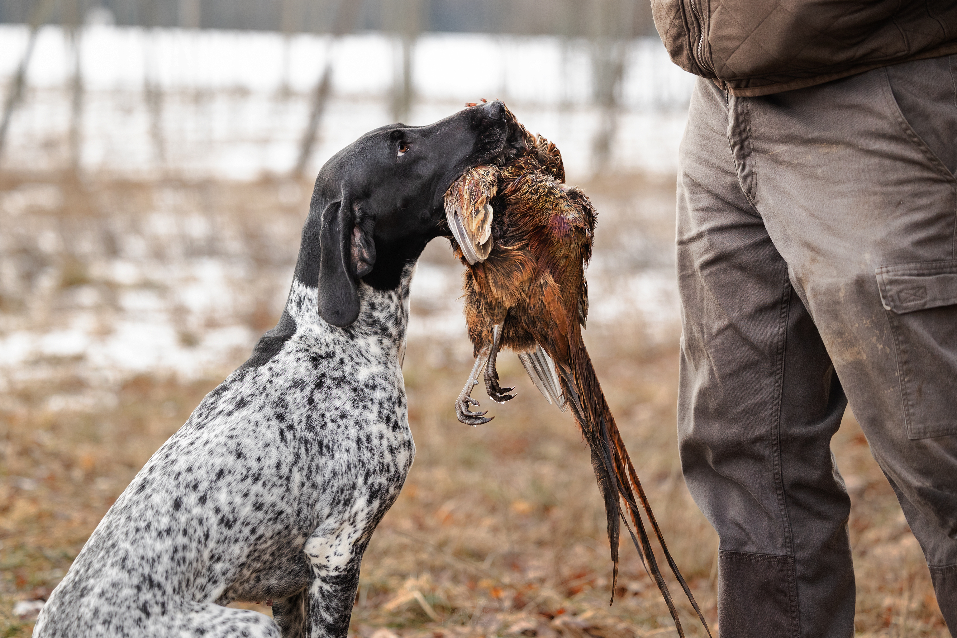 Ein Deutsch Kurzhaar sitzt vor seinem Hundeführer mit Fasan im Fang