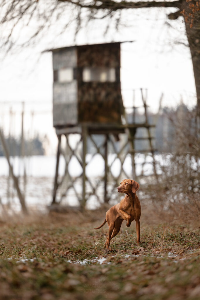 Ein Magyar Vizsla steht vor einer hohen Kanzel