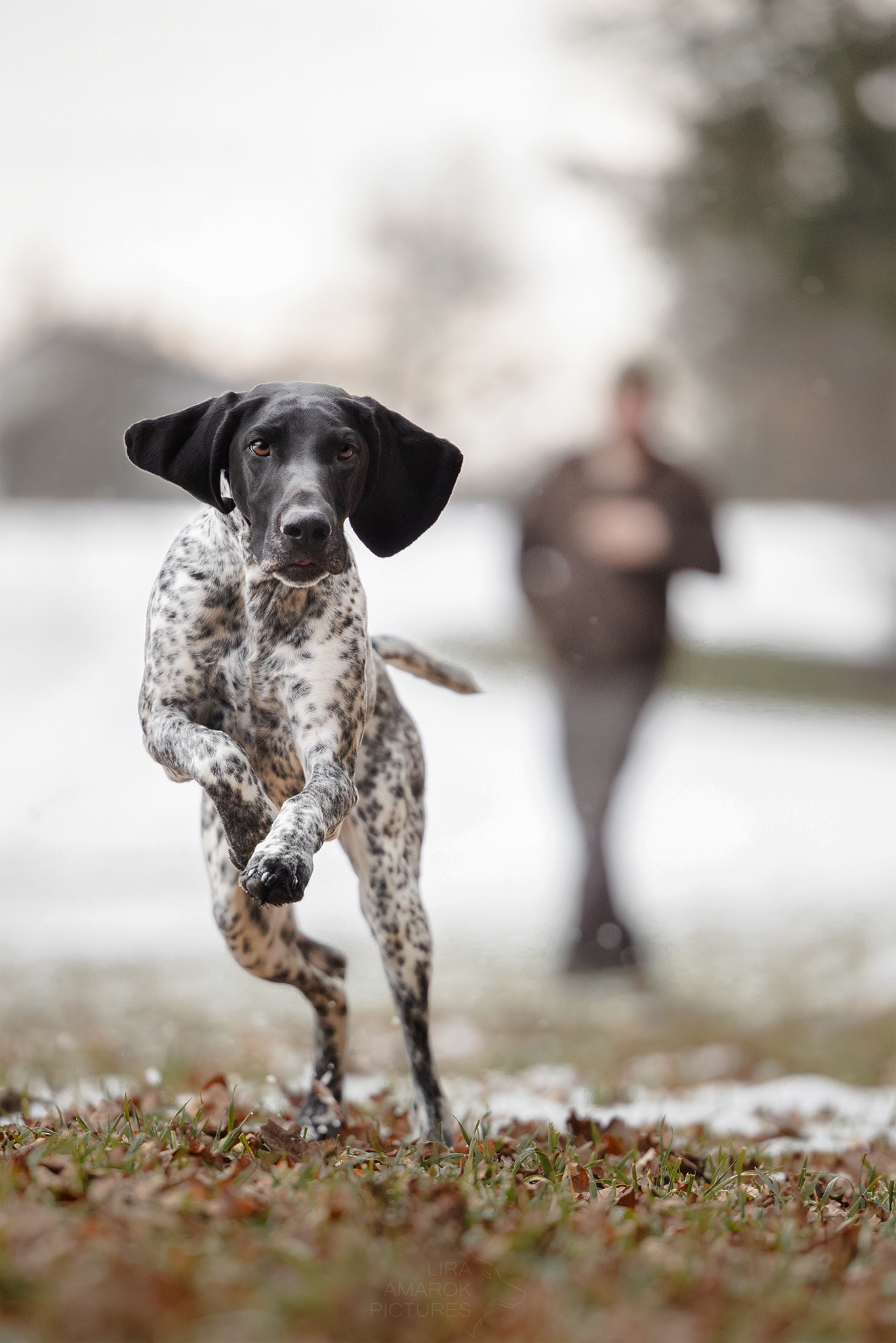 Eine Deutsch Kurzhaar Hündin springt über ein Feld auf einen zu, im Hintergrund ihr Hundeführer