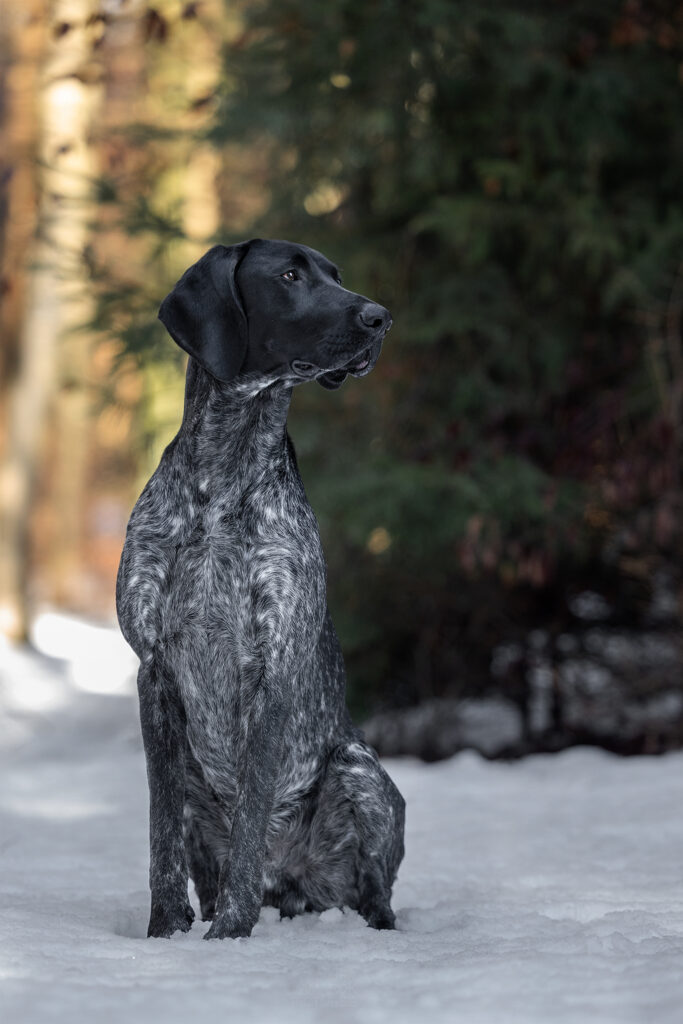 Sitzender Deutsch Kurzhaar Rüde im Schnee