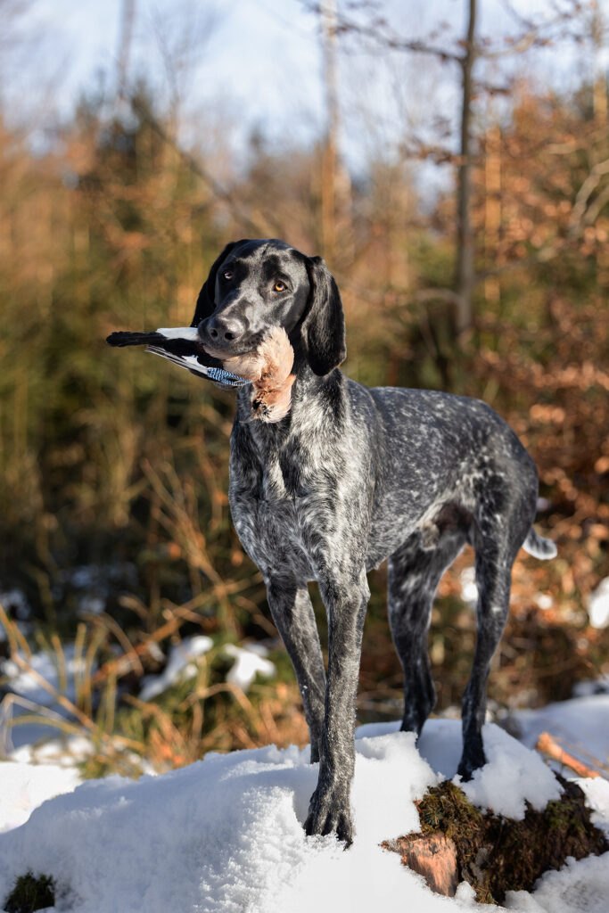 Ein Deutsch Kurzhaar steht im Schnee mit einem Eichelhäher im Fang