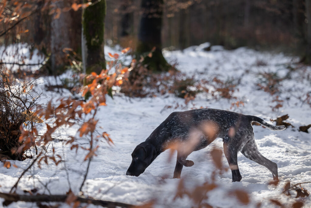 Ein Deutsch Kurzhaarrüde im Wald