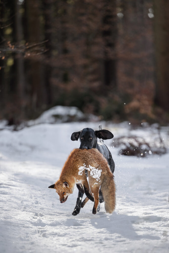 Ein Deutsch Kurzhaar apportiert mit viel Elan einen Fuchs
