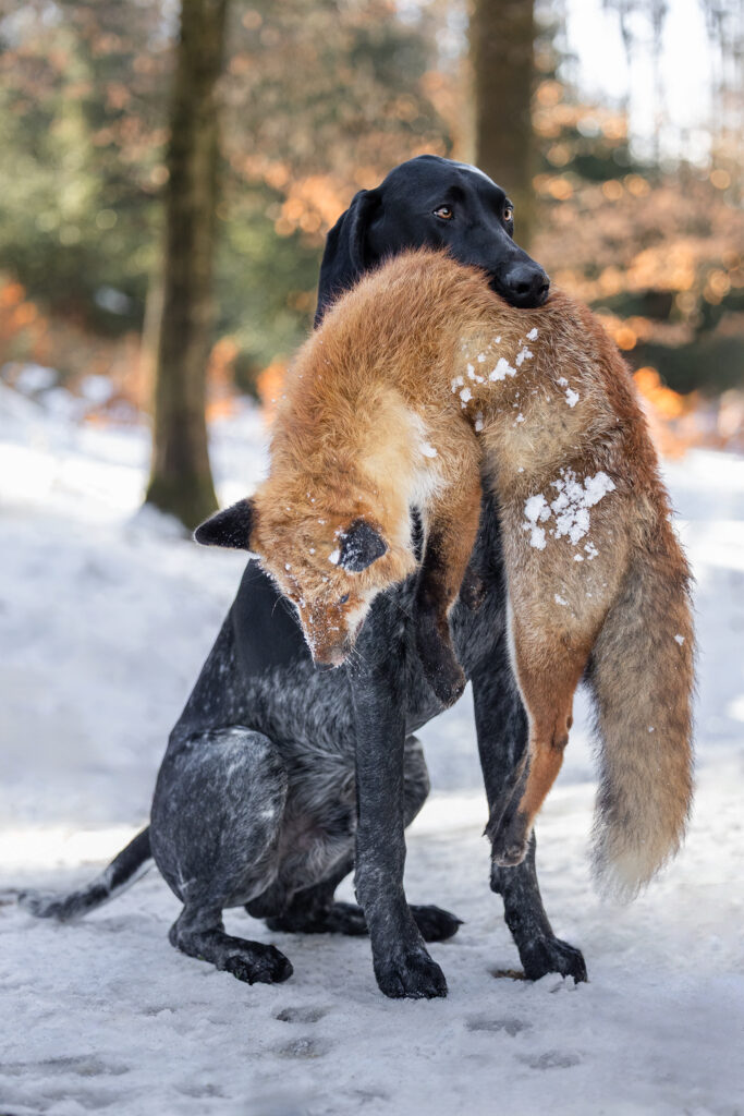 Ein Deutsch Kurzhaar sitzt im Schnee mit Fuchs im Fang