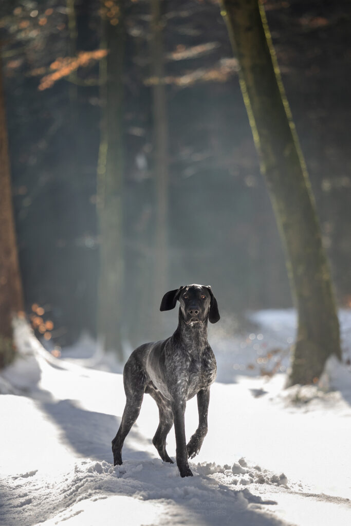 Ein Deutsch Kurzhaar im nebligen Wald im Schnee