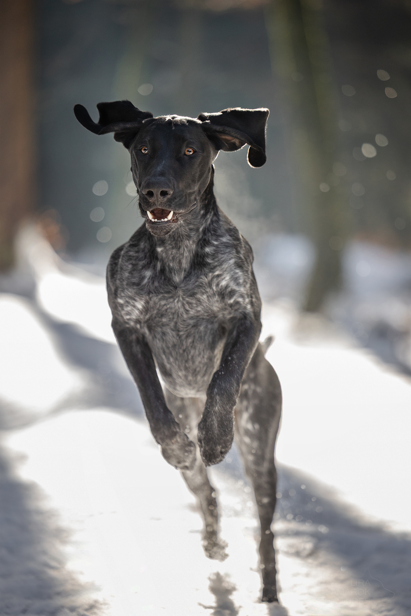 Ein Deutsch Kurzhaar springt durch den Schnee