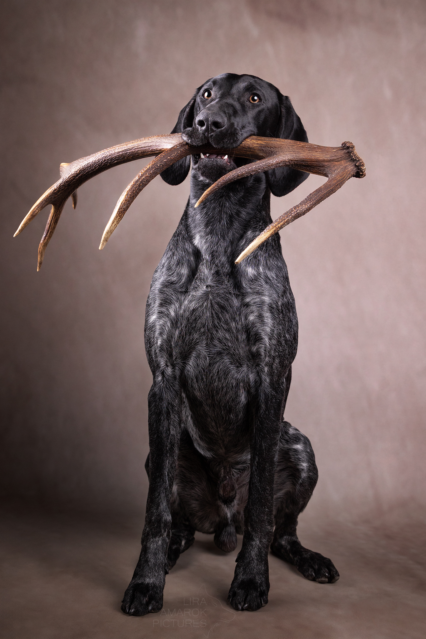 Deutsch Kurzhaar Rüde im Studio mit einer Rothirschstange im Fang