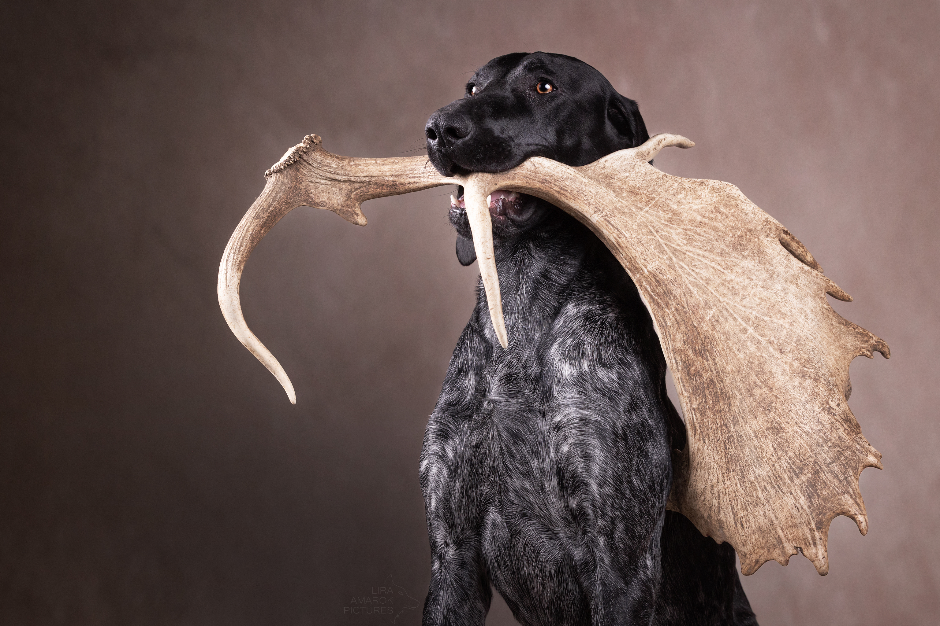 Deutsch Kurzhaar im Studio mit Damschaufel im Fang
