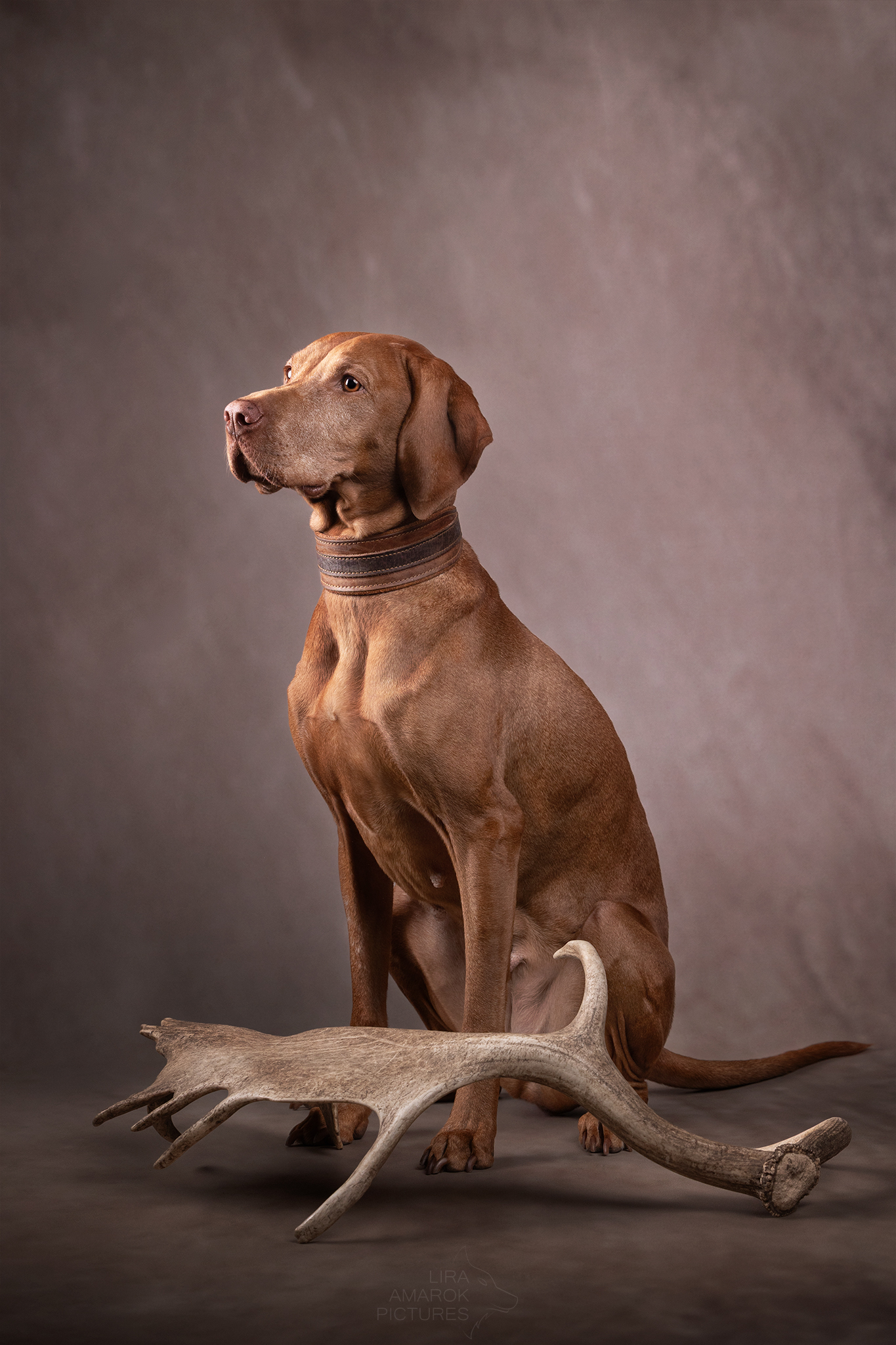 Ein Magyar Vizsla sitzt im Studio hinter einer großen Damschaufel